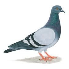 A pigeon.
