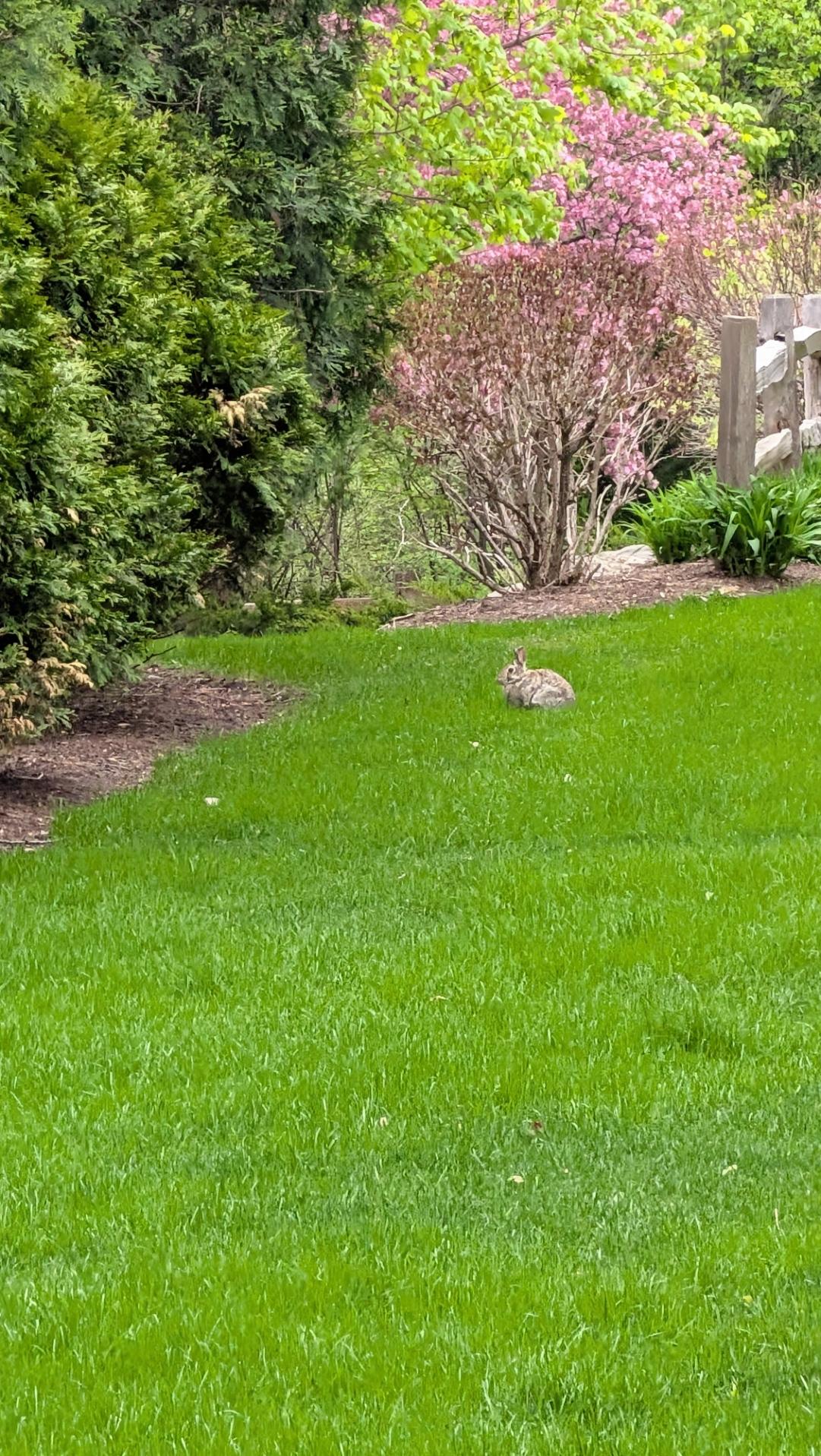 A fat bunny sitting on the lawn. A flowering bush and evergreens frame the lawn.